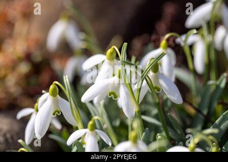 Wunderschöne weiße Frühlingsblumen von Schneeglöckchen, die im Garten blühen, aus nächster Nähe Stockfoto