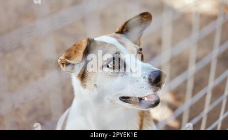 Hund, Tierheim und Tier in einem Außenbereich mit einem Zaun aus Stahl, Metall oder Eisen zum Schutz. Verspieltes Hündchen in einem lokalen Pfund oder Zuhause für Pflege, Behandlung oder Pflege, die auf Adoption warten. Stockfoto