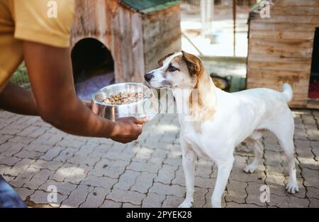 Hunde-, Futter- und Tierheim mit einem Freiwilligen, der in einem Rettungszentrum arbeitet, während er einen Hund zur Adoption füttert. Haustier, Wohltätigkeit und Pflege mit einem obdachlosen Welpen, der aus einer Schüssel in den Händen eines Mannes isst Stockfoto