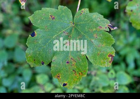 Großes grünes Blatt mit braunen Flecken, irgendeine Krankheit Stockfoto