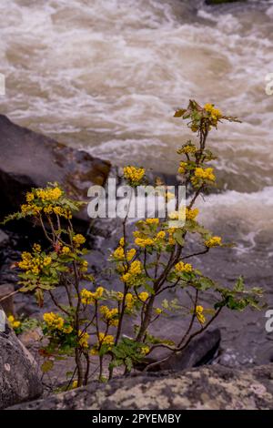 Eine aus Oregon stammende Traube oder Holly-Leaf-Barberry (Mahonia aquifolium) ist eine blühende Pflanze der Familie Berberidaceae, die im Westen von North Ame heimisch ist Stockfoto