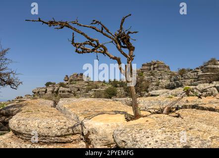 El Torcal de Antequera. Bonitos paisajes Karsticos, con muchas huellas de Amonites. Stockfoto