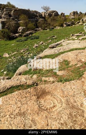 El Torcal de Antequera. Bonitos paisajes Karsticos, con muchas huellas de Amonites. Stockfoto