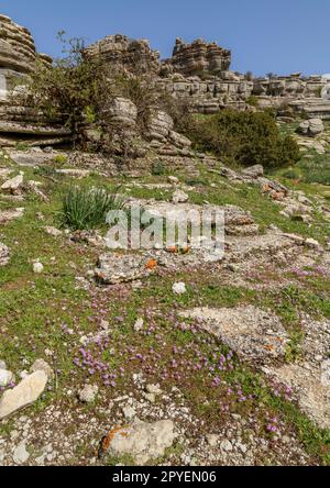 El Torcal de Antequera. Bonitos paisajes Karsticos, con muchas huellas de Amonites. Stockfoto