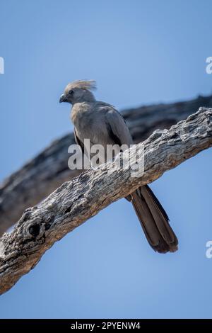 Grauer Vogel auf totem Ast in der Sonne Stockfoto