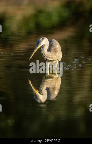 Grauer Reiher spiegelt sich in einem flachen Wasserloch wider Stockfoto