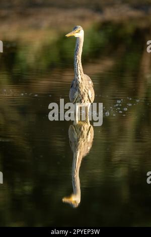 Grauer Reiher spiegelt sich im ruhigen Wasser wider Stockfoto