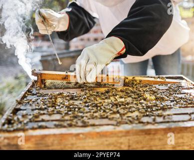 Hände, Rauch und Bienenzucht mit einer Landwirtin auf dem Lande, um Landwirtschaft oder Nachhaltigkeit zu fördern. Bienen, Honig und Bauernhof mit einer Imkerin, die einen Bienenstock für Extrakt aus ökologischen/biologischen Erzeugnissen raucht Stockfoto