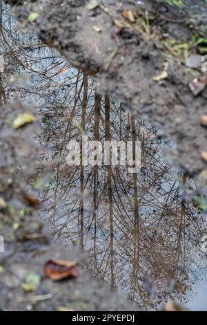 Kleine Pfütze nach Regen mit Reflexionen des Baumes Stockfoto