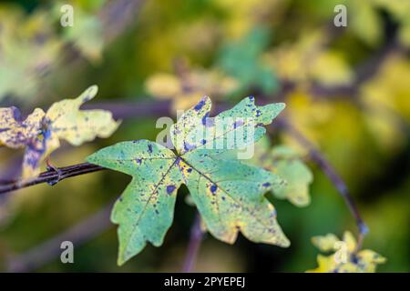 Großes grünes Blatt mit braunen Flecken, irgendeine Krankheit Stockfoto