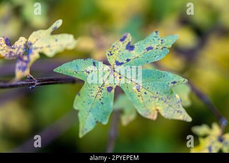 Großes grünes Blatt mit braunen Flecken, irgendeine Krankheit Stockfoto