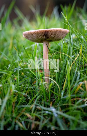 Einsame Pilze auf der grünen Wiese von nassem Gras Stockfoto