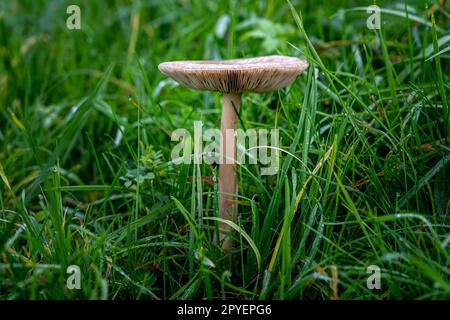 Einsame Pilze auf der grünen Wiese von nassem Gras Stockfoto