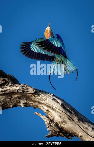 Die lilafarbene Walze fliegt am Ast vorbei und schaut nach oben Stockfoto