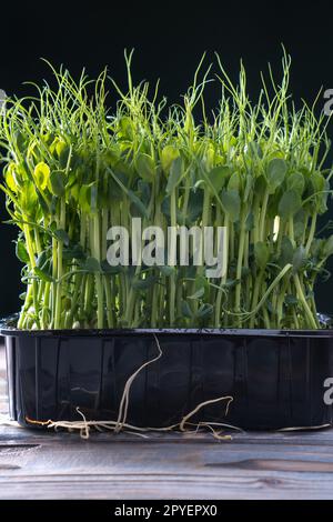 Mikrogrün-Anbau im Haushalt. Schwarzer Behälter mit frischen dichten mikrogrünen Sprossen. Wachsende Stängel mit grünen Blättern. Stockfoto