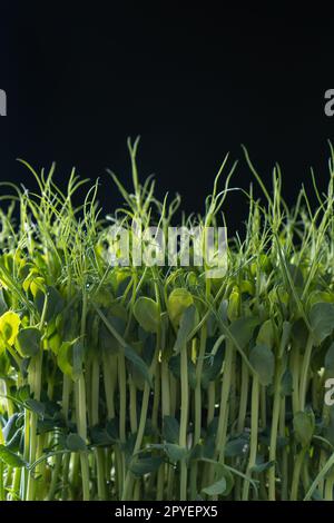 Mikrogrün-Anbau im Haushalt. Frische, dichte mikrogrüne Sprossen auf schwarzer Wandnaht. Wachsende Stängel mit grünen Blättern. Stockfoto