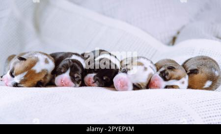 Sechs pelzige bunten welsh Corgi Welpen schlafen zusammen auf einer weißen, weichen Decke hintereinander Stockfoto