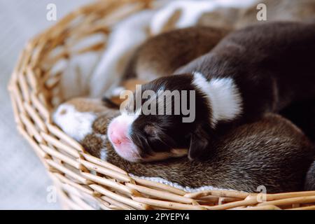 Süße, unschuldige welsh Corgi Welpen schlafen in einem Korb aus Holz auf weißem Hintergrund. Verwaiste Welpen im Unterschlupf Stockfoto