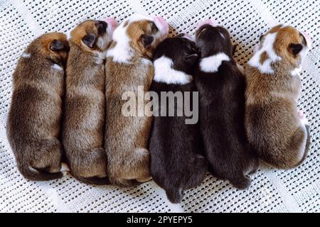 Hübsche, schöne, ruhige, braun, weiß und schwarz blinde welsh Corgi kleine Welpen schlafen zusammen auf einer Decke hintereinander. Haustier Stockfoto