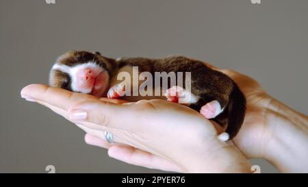 Nahaufnahme gekürzte menschliche Hände, die sanft einen Welsh Corgi mit geschlossenen Augen halten. Gute Nacht, Haustierpflege Stockfoto