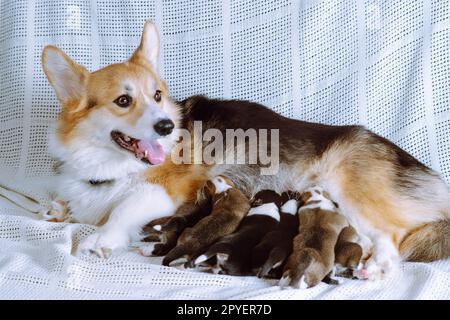 Süßer rothaariger walisischer Corgi-Hund, der kleine Welpen mit Milch stillt, liegt auf einer weißen Decke. Fürsorge und Liebe Stockfoto