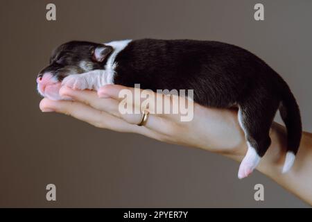 Nahaufnahme nicht wiedererkennbare Frau Hand mit Ring am Finger halten kleinen, schläfrigen Welsh Corgi Hund im Studio. Tierpflege Stockfoto