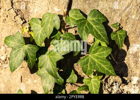 Grüner Efeu auf einem großen Felsen im Wald Stockfoto