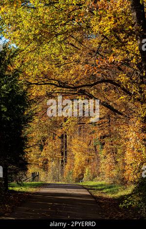 Waldweg entlang des farbenfrohen Herbstwaldes Stockfoto