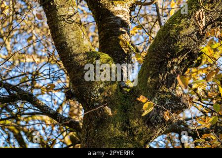 Sehr alter und moosiger Baum mit vielen Narben Stockfoto