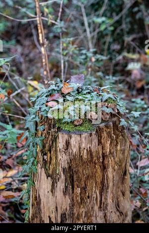 Grüner Efeu auf einem mossigen Baumstamm im Wald Stockfoto