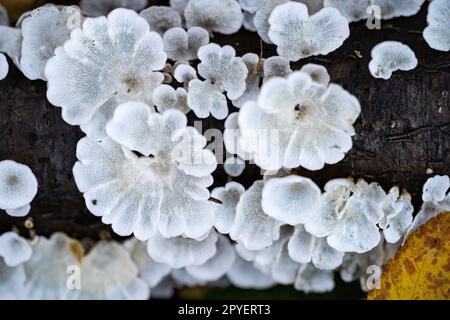 Weiße Pilze auf einem toten Ast im Wald Stockfoto