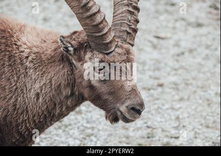 Herde von Ibexen im oberen Gesso-Tal, Cuneo (Piemont, Italien) Stockfoto