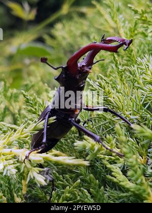 Hirschkäfer auf Thuja-Blättern in freier Wildbahn Stockfoto