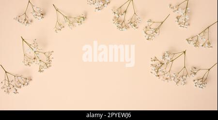 Gypsophilie-Ast mit weißen Blumen auf beigem Hintergrund, Draufsicht Stockfoto