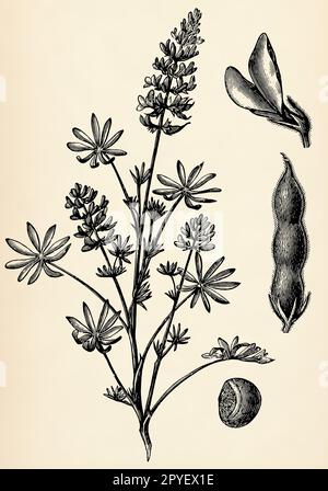 Stängel, Blumen und Früchte von Lupinus luteus. Antike stilisierte Illustration. Stockfoto