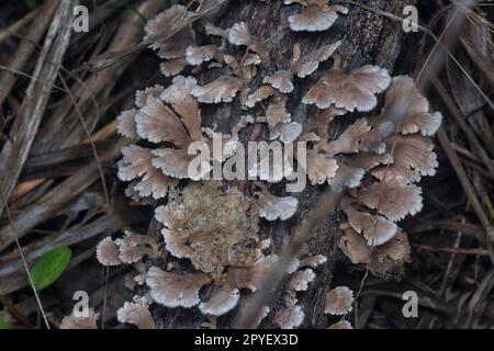 Der wilde Trichter fächerförmige Pilze auf dem Totholz Stockfoto