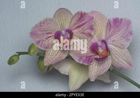 Nahaufnahme des Phalaenopsis Yu-Pin Feuerwerks Big-Lip Moth Orchidee. Stockfoto