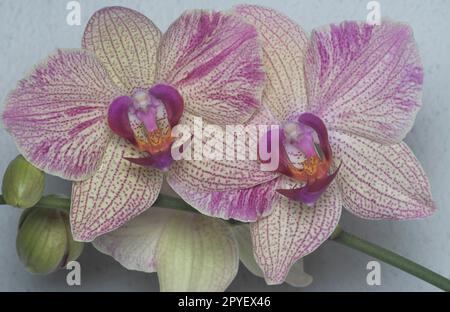 Nahaufnahme des Phalaenopsis Yu-Pin Feuerwerks Big-Lip Moth Orchidee. Stockfoto