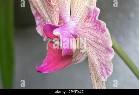 Nahaufnahme des Phalaenopsis Yu-Pin Feuerwerks Big-Lip Moth Orchidee. Stockfoto