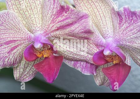 Nahaufnahme des Phalaenopsis Yu-Pin Feuerwerks Big-Lip Moth Orchidee. Stockfoto