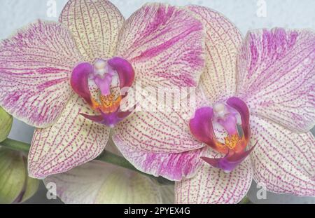 Nahaufnahme des Phalaenopsis Yu-Pin Feuerwerks Big-Lip Moth Orchidee. Stockfoto