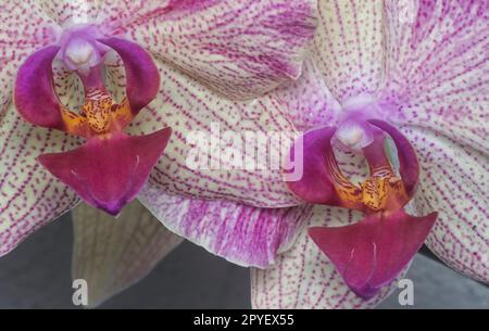 Nahaufnahme des Phalaenopsis Yu-Pin Feuerwerks Big-Lip Moth Orchidee. Stockfoto