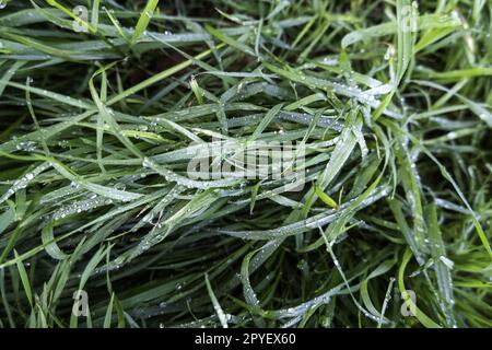 Grünes Gras, feucht von Tau Stockfoto
