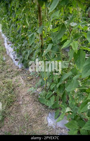 Grüner Spargelbohnen-Gemüseanbau Stockfoto