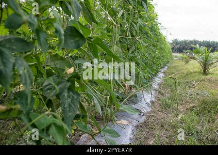 Grüner Spargelbohnen-Gemüseanbau Stockfoto