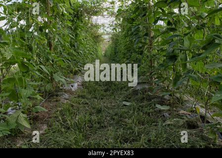 Grüner Spargelbohnen-Gemüseanbau Stockfoto