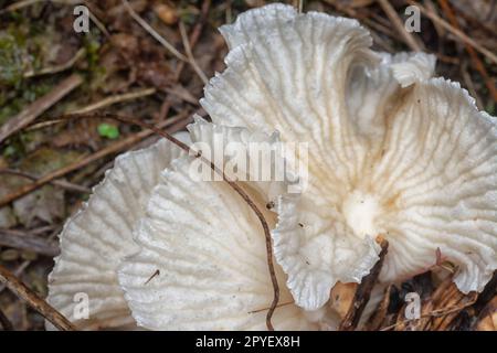 Die winzigen fächerförmigen Pilze, die aus dem verrottenden Haufen Ölpalmenfrucht hervorgehen. Stockfoto