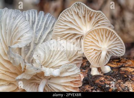 Die winzigen fächerförmigen Pilze, die aus dem verrottenden Haufen Ölpalmenfrucht hervorgehen. Stockfoto