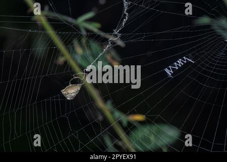 spinnensack hängt auf dem Spinnennetz Stockfoto