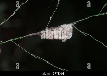 spinnensack hängt auf dem Spinnennetz Stockfoto